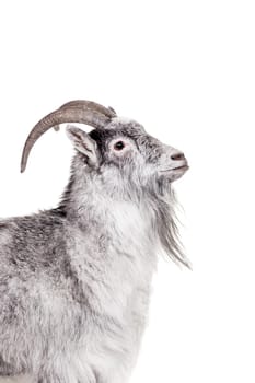 Portrait Of Goat Isolated On White Background