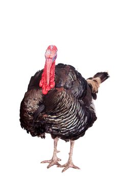 Turkey male isolated on the white background