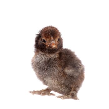 Small black chick isolated on white background