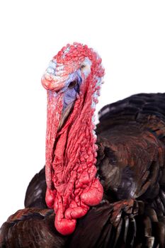 Turkey male isolated on the white background