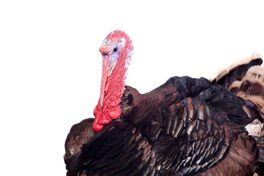 Turkey male isolated on the white background