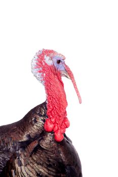 Turkey male isolated on the white background