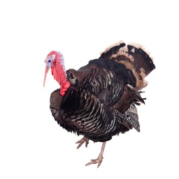 Turkey male isolated on the white background