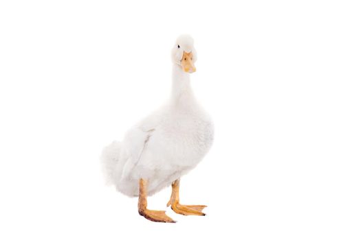 Adorable duckling quacking isolated on white background.