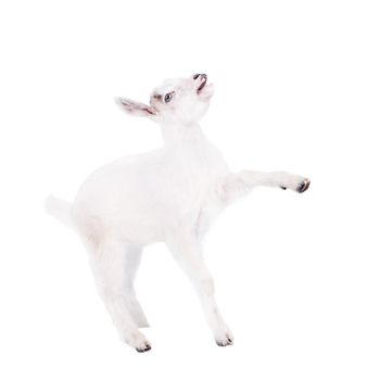 Little white goatling isolated on white background