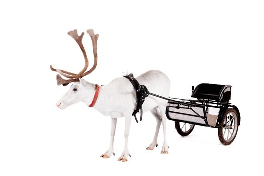 Reindeer wearing europian harness, Rangifer tarandus, on white
