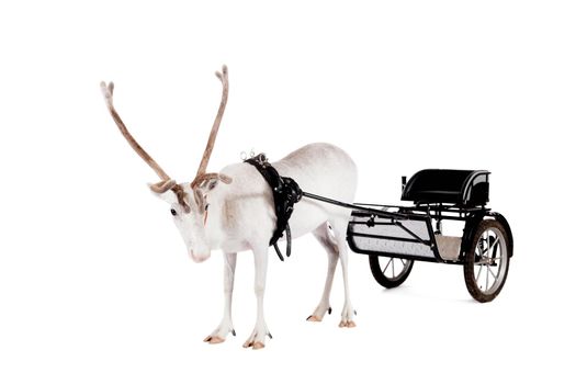 Reindeer wearing europian harness, Rangifer tarandus, on white