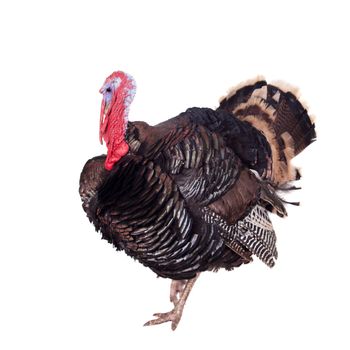 Turkey male isolated on the white background