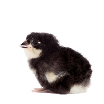 Small black chick isolated on white background