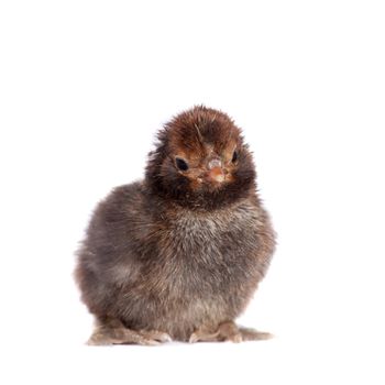 Small black chick isolated on white background