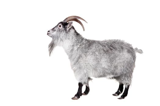 Portrait Of Goat Isolated On White Background