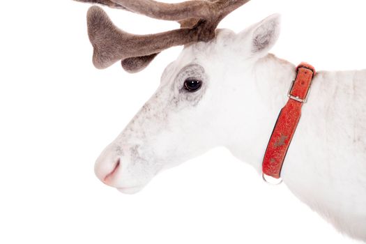 Reindeer, Rangifer tarandus, 4 years old, on the white background