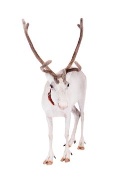Reindeer, Rangifer tarandus, 4 years old, on the white background