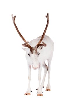 Reindeer, Rangifer tarandus, 4 years old, on the white background