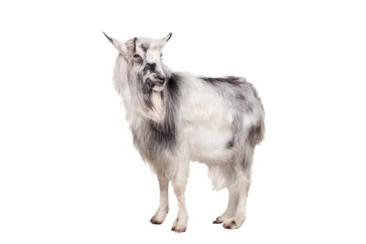 Funny gray goat isolated on white background