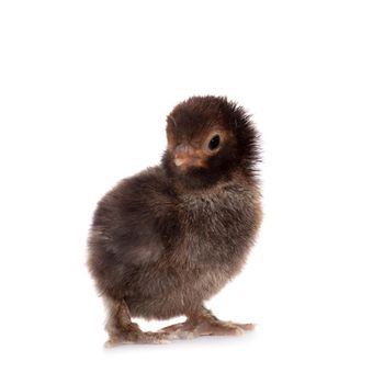 Small black chick isolated on white background