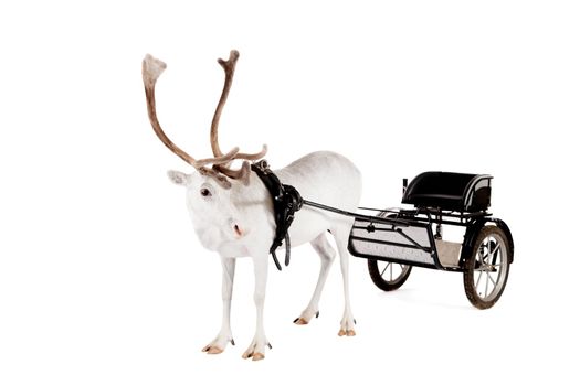 Reindeer wearing europian harness, Rangifer tarandus, on white