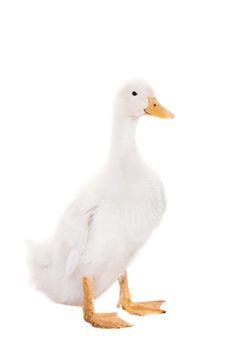 Adorable duckling quacking isolated on white background.