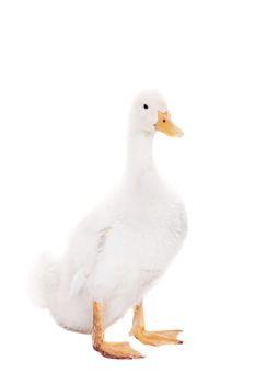 Adorable duckling quacking isolated on white background.