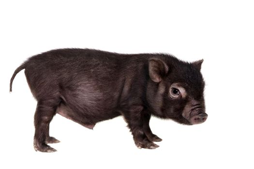 Little black piggy isolated on the white background