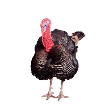 Turkey male isolated on the white background