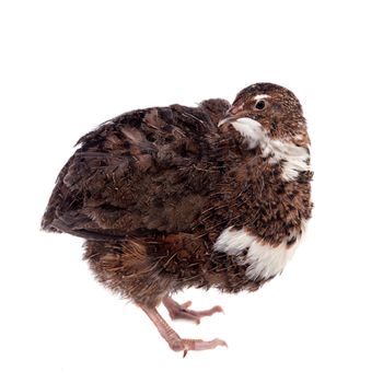 The common quail, coturnix coturnix, isolated on white background