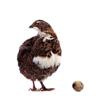 The common quail, coturnix coturnix, with its eggs isolated on white background