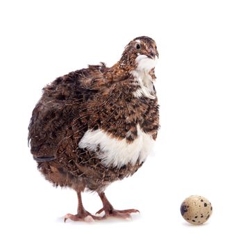 The common quail, coturnix coturnix, with its eggs isolated on white background