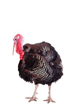 Turkey male isolated on the white background