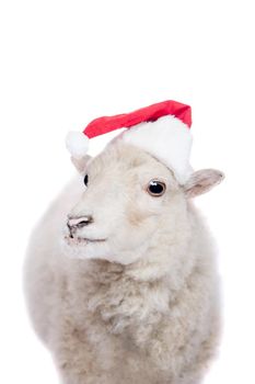 Portrait Of sheep in christmas hat Isolated On White. Simbol 2015