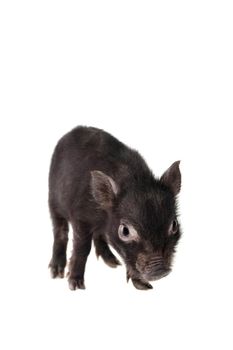 Little black piggy isolated on the white background