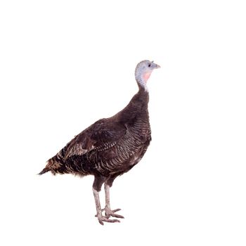 Turkey hen isolated on the white background