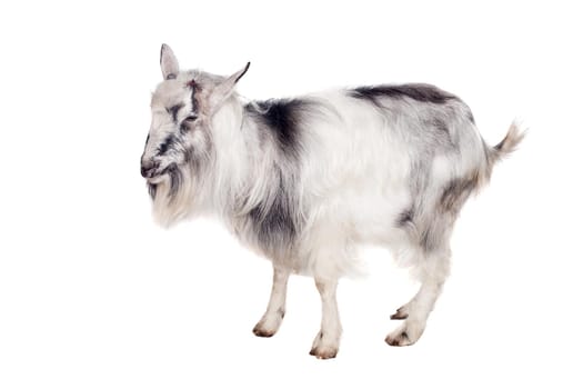 Funny gray goat isolated on white background