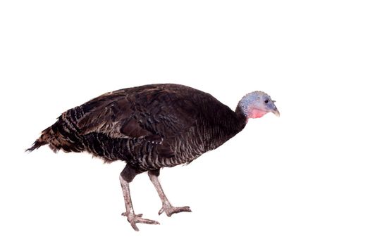 Turkey hen isolated on the white background