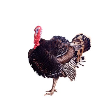 Turkey male isolated on the white background