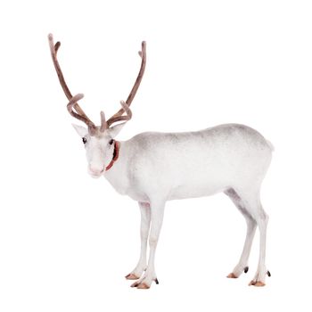 Reindeer, Rangifer tarandus, 4 years old, on the white background