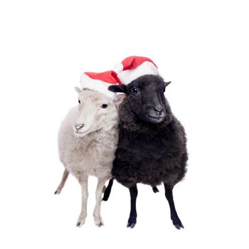 Portrait Of sheep in christmas hat Isolated On White. Simbol 2015