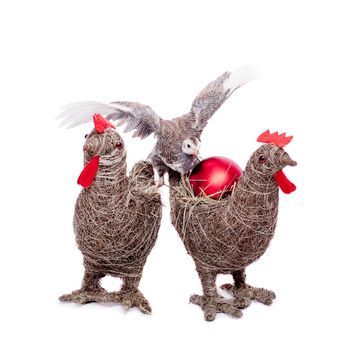 Guinea Fowl, Numida meleagris, isolated on white background.