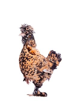 Beauty red Pavlovian breed hen isolated on white background
