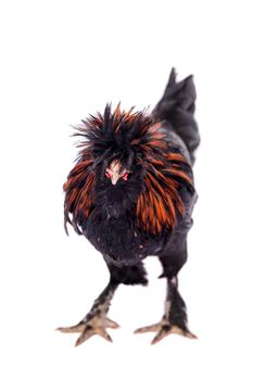 Beauty black Pavlovian breed Rooster isolated on white background