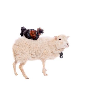 Black rooster isolated on a white background