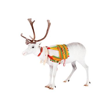 Reindeer wearing traditional harness, Rangifer tarandus, on white