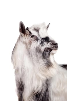 Funny gray goat isolated on white background