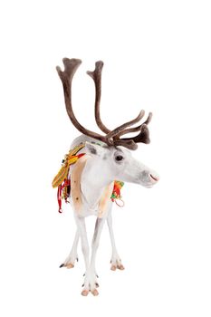 Reindeer wearing traditional harness, Rangifer tarandus, on white
