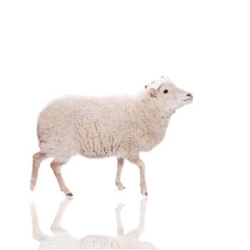 Portrait Of sheep in christmas hat Isolated On White. Simbol 2015