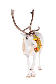 Reindeer wearing traditional harness, Rangifer tarandus, on white