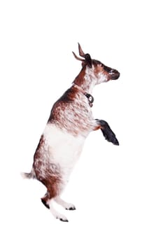 Dwarf goat isolated on the white background