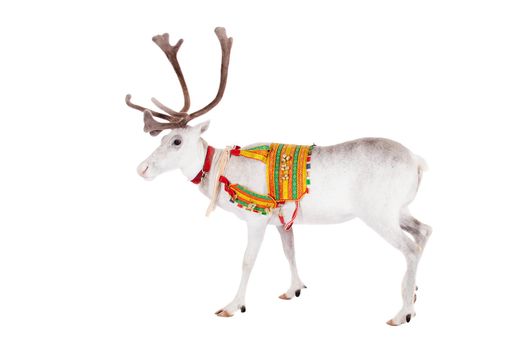 Reindeer wearing traditional harness, Rangifer tarandus, on white