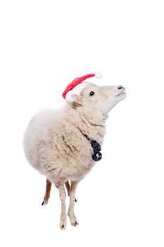 Portrait Of sheep in christmas hat Isolated On White. Simbol 2015