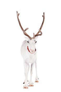 Reindeer, Rangifer tarandus, 4 years old, on the white background